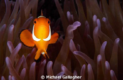 Clown anemonefish by Michael Gallagher 